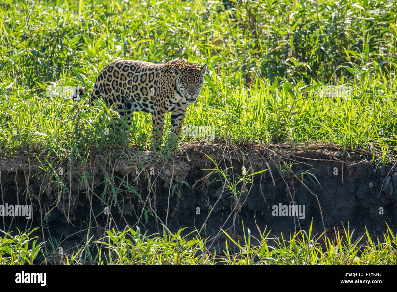 Pantanal, Mato Grosso, Brasilien, Südamerika. Jaguar an einem Flußufer, über zu gehen zum Schwimmen ein. Stockfoto