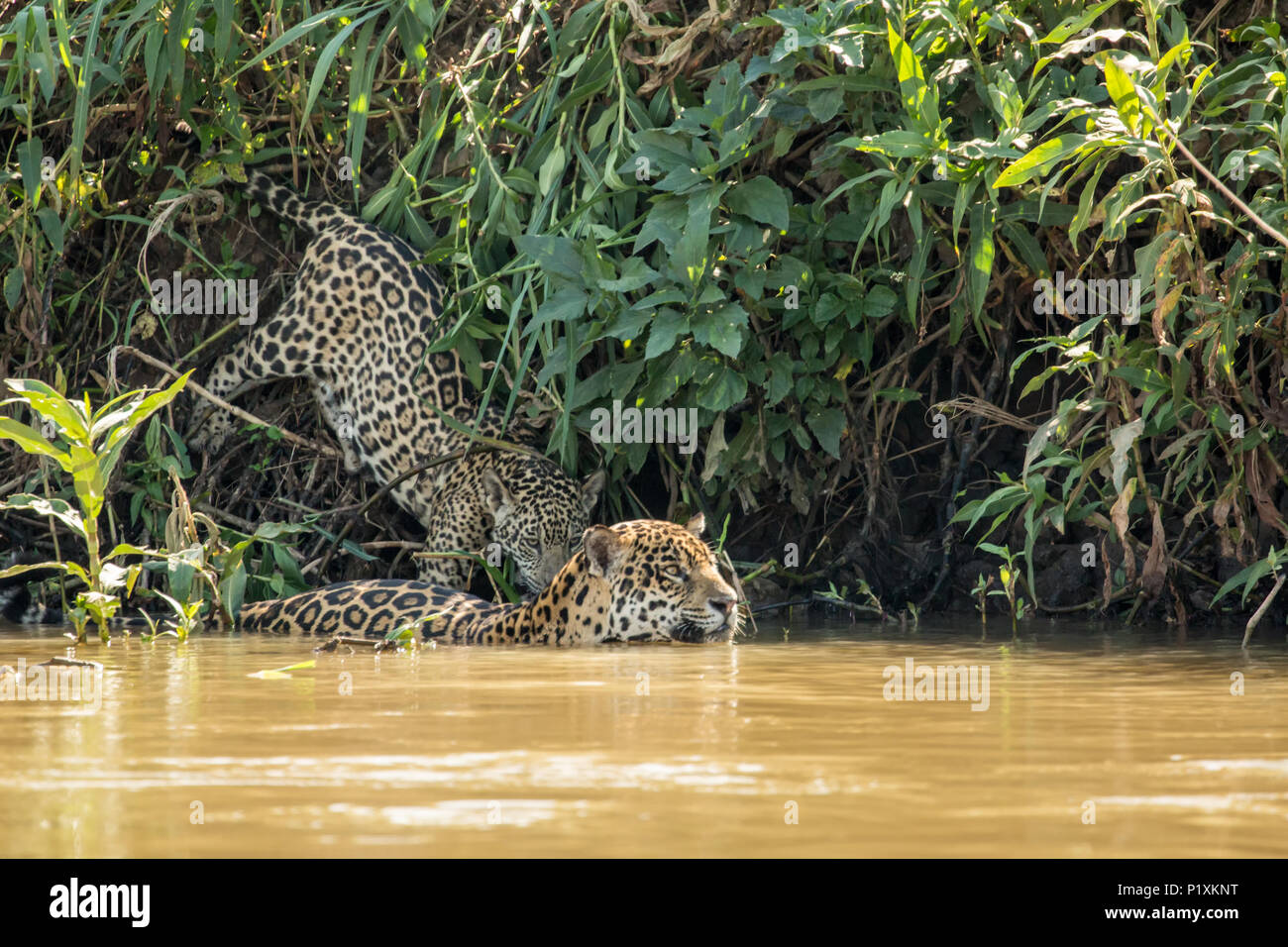 Pantanal, Matto Grosso, Brasilien, Südamerika. Weibliche jaguar Schwimmen im Cuiaba Fluss, durch einen ihrer Jungen, der will, ein Getränk zu holen. Stockfoto