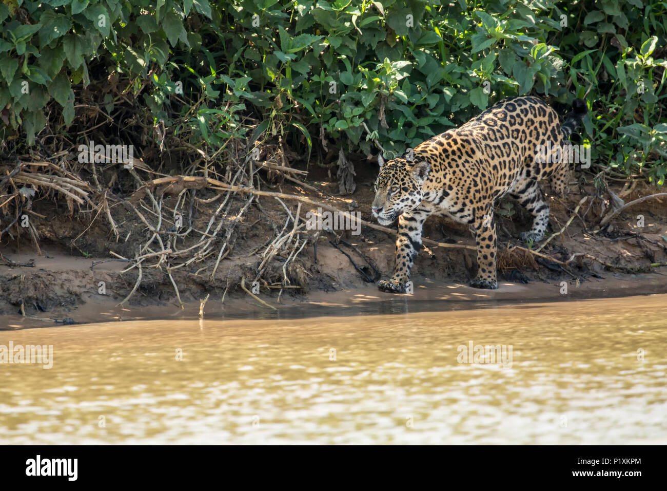 Pantanal, Mato Grosso, Brasilien, Südamerika. Weibliche Jaguar auf der Jagd nach kaiman in Cuiaba River. Stockfoto