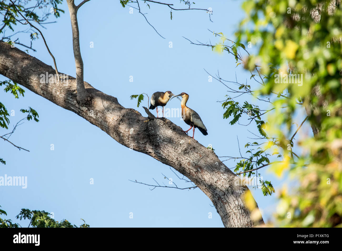 Pantanal, Mato Grosso, Brasilien, Südamerika. Zwei Buff-necked Ibis ausstellenden Balz Verhalten in einen Baum. Stockfoto