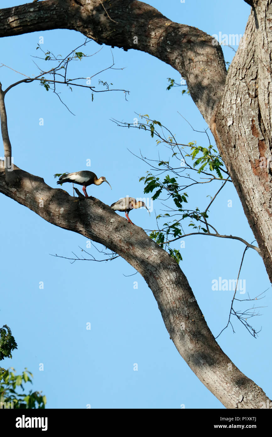 Pantanal, Mato Grosso, Brasilien, Südamerika. Zwei Buff-necked Ibis in einem Baum. Stockfoto