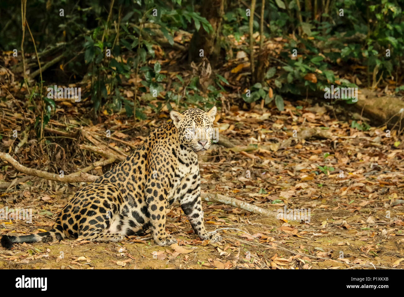 Pantanal, Mato Grosso, Brasilien, Südamerika. Jaguar ruht auf dem Ufer Mitte Tag. Stockfoto