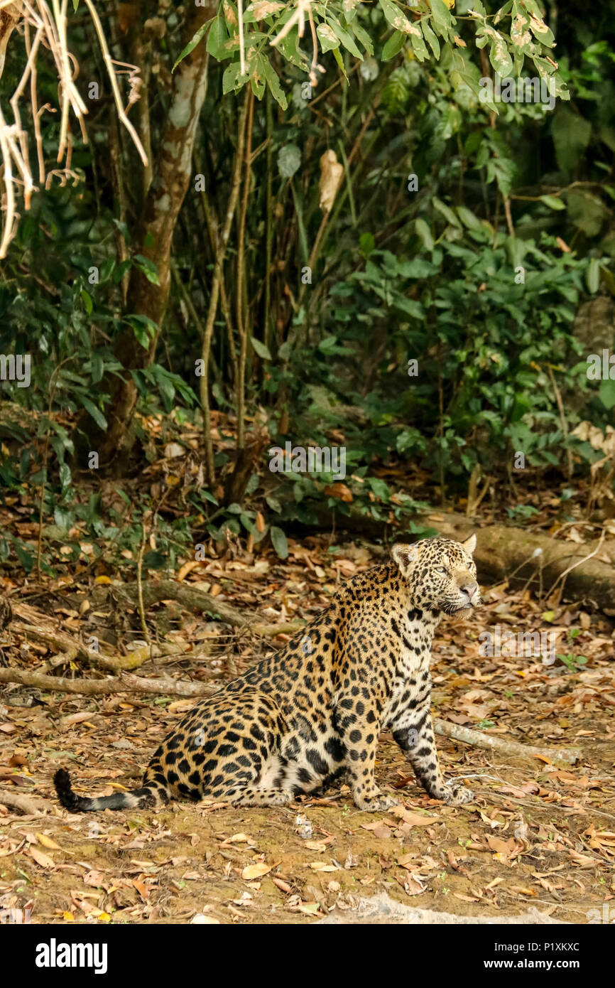 Pantanal, Mato Grosso, Brasilien, Südamerika. Jaguar ruht auf dem Ufer Mitte Tag. Stockfoto