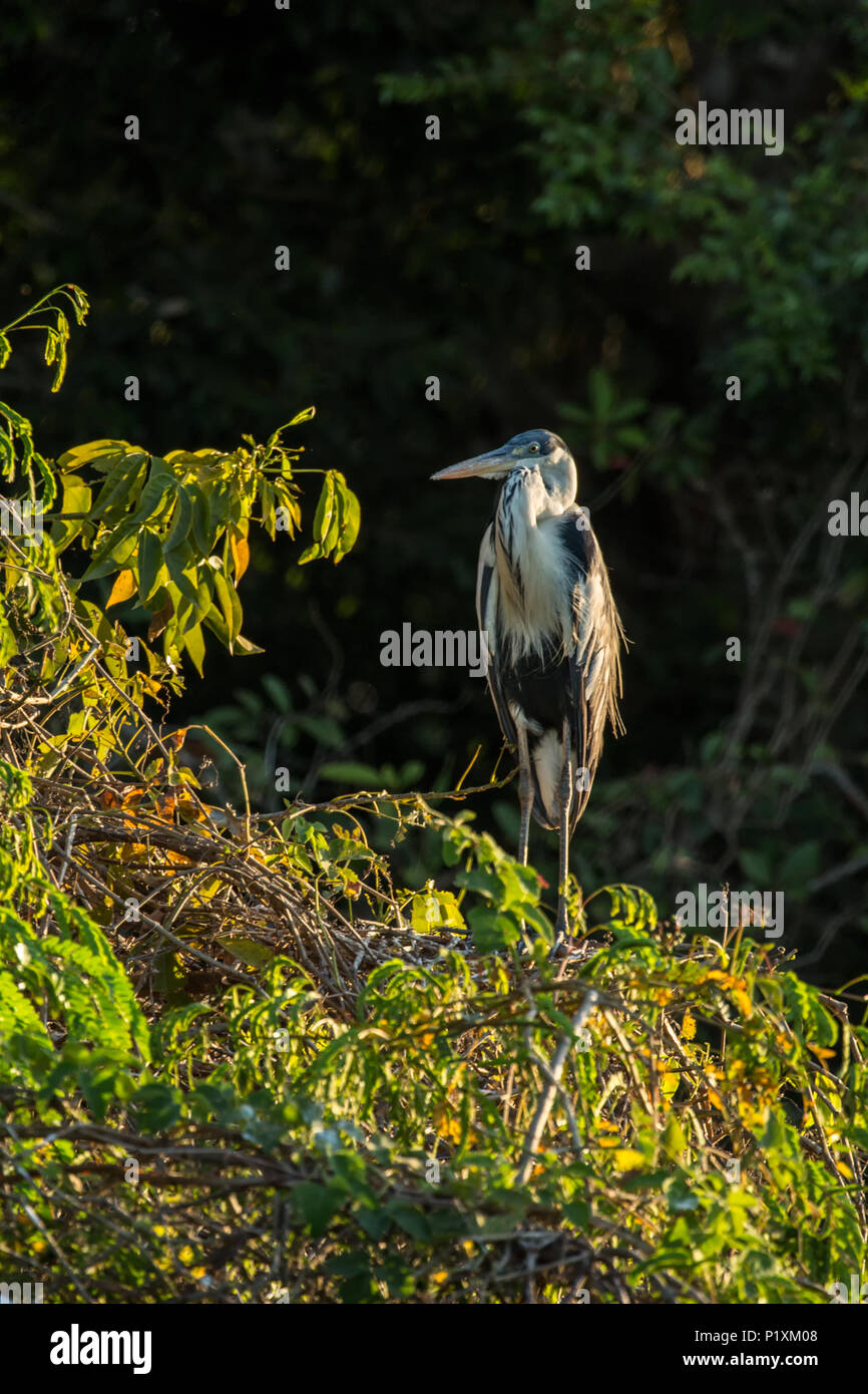 Pantanal, Mato Grosso, Brasilien, Südamerika. Cocoi Heron thront auf einem Baum bei Sonnenuntergang Stockfoto