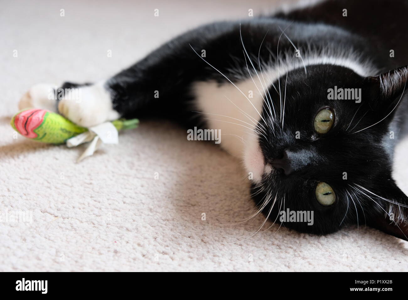 Schwarze und weiße Katze drinnen entspannen Stockfoto