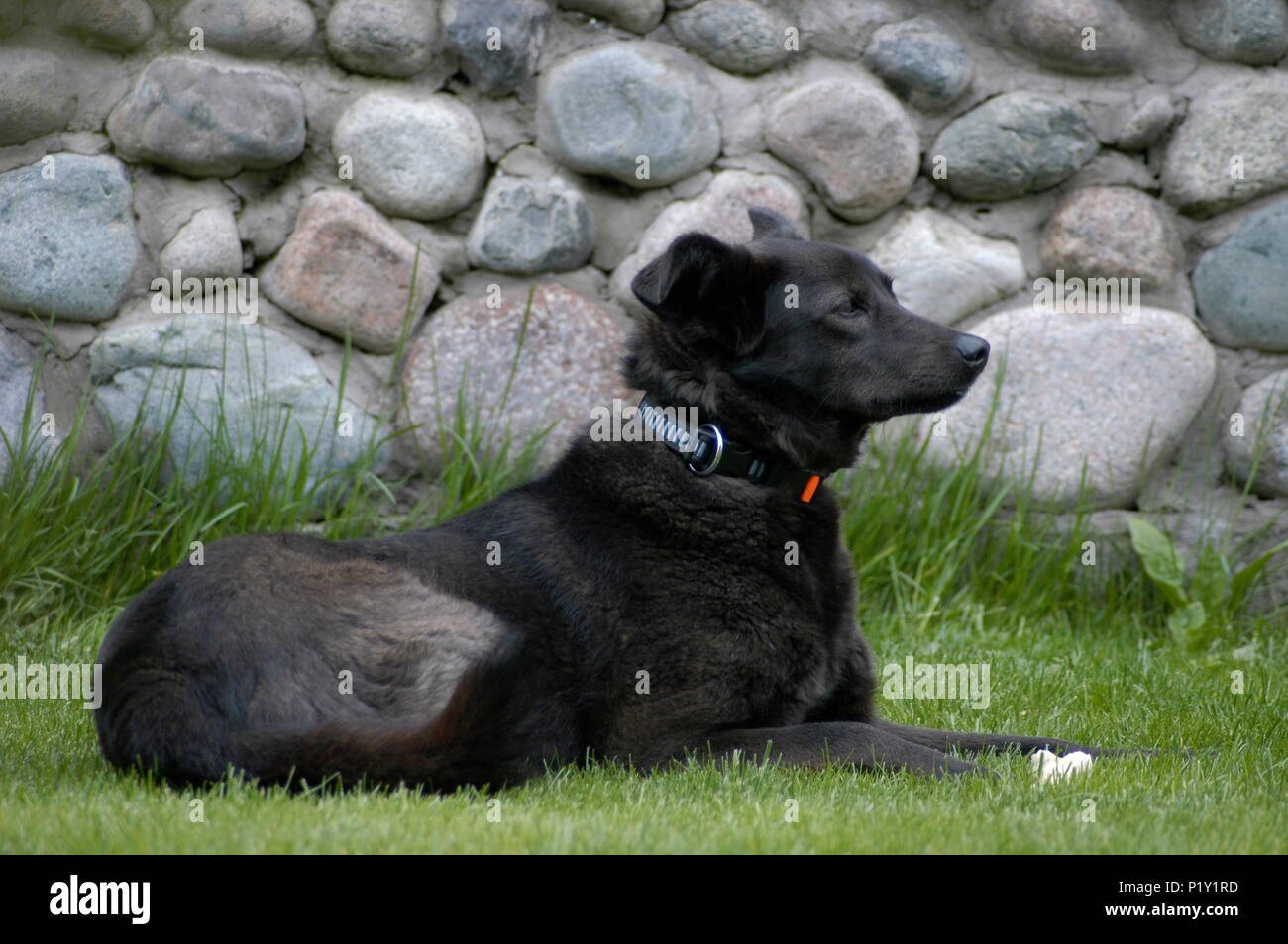Schwarzer Hund auf dem grünen Rasen Stockfoto
