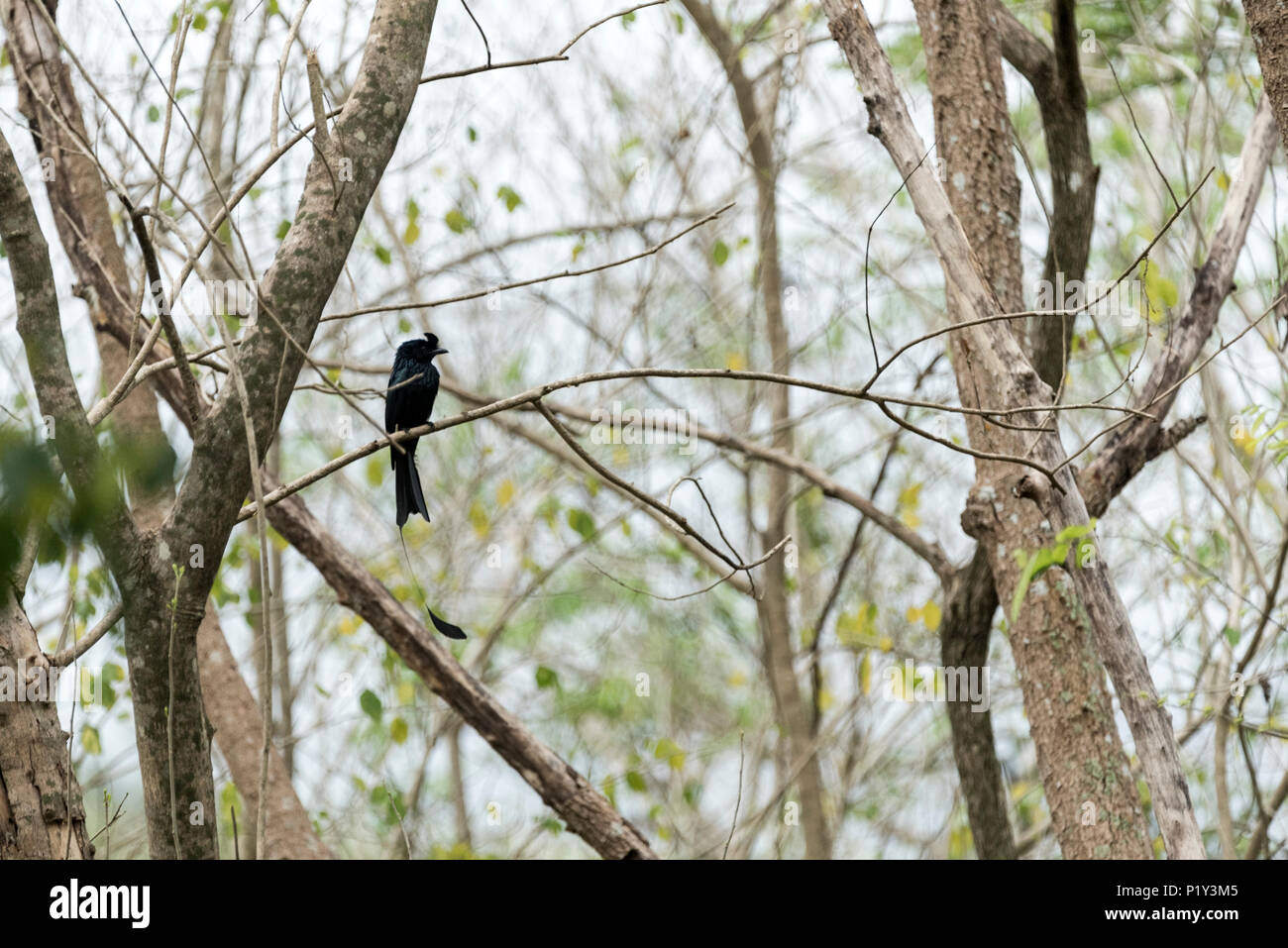 Schwarz drongo Vogel Stockfoto