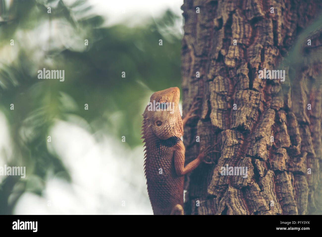 Chamäleon auf dem Baum, Vintage filter Bild Stockfoto