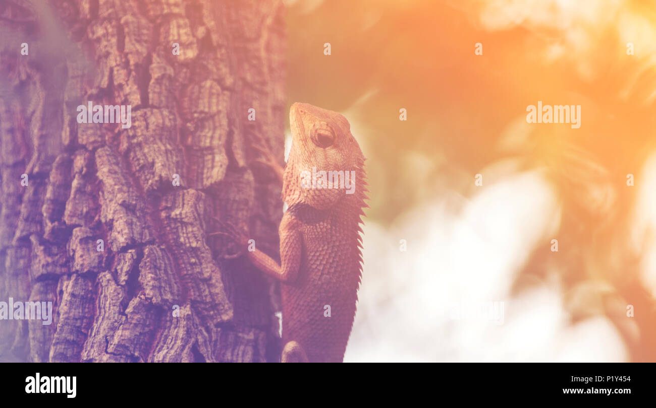 Chamäleon auf dem Baum, Vintage filter Bild Stockfoto