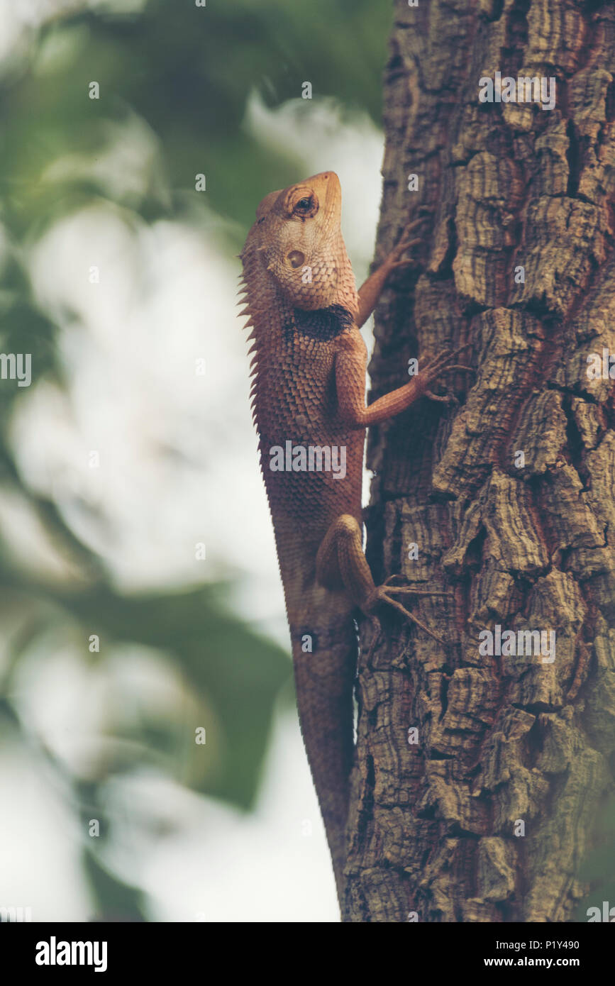 Chamäleon auf dem Baum, Vintage filter Bild Stockfoto
