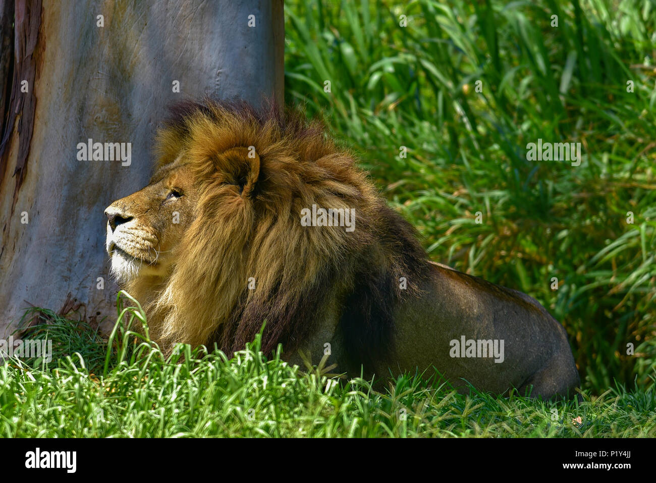 Löwe die Tierwelt auf Gras Stockfoto