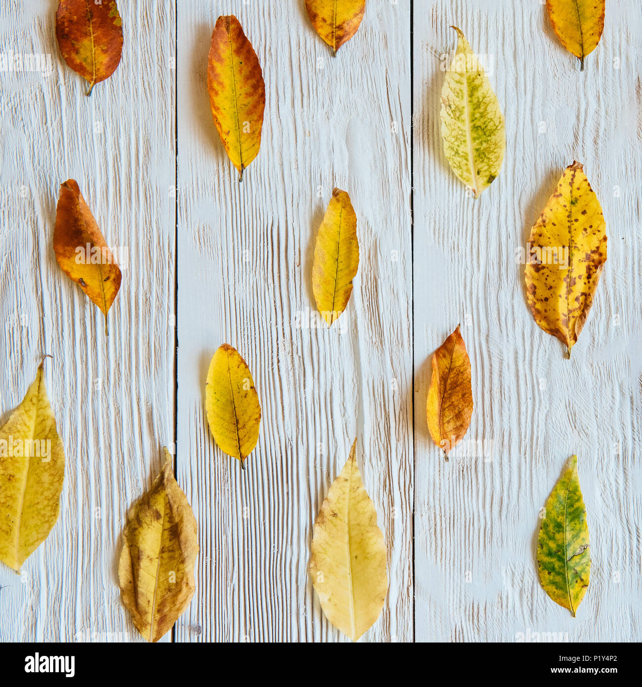 Herbst Komposition. Muster aus Herbstlaub, Acorn, Tannenzapfen. Flach, Ansicht von oben. Weiß Holz- Hintergrund. Stockfoto