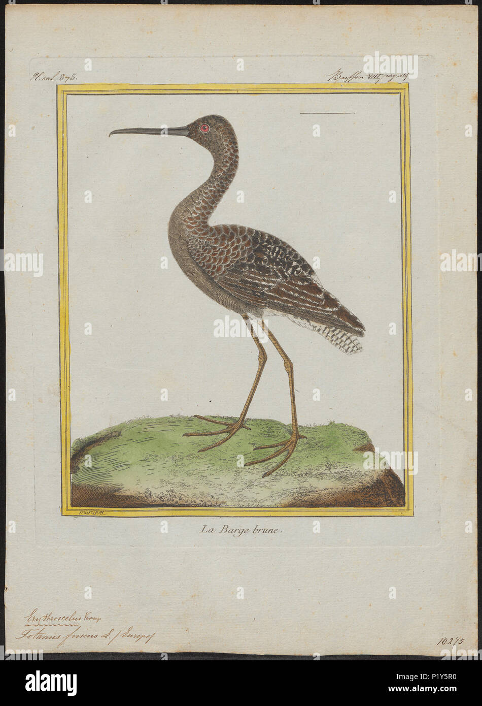 . Totanus fuscus. Zwischen 1700 und 1880 307 Totanus fuscus - 1700-1880 - Drucken - Iconographia Zoologica - Sondersammlungen Universität Amsterdam - UBA01 IZ 17400121 Stockfoto