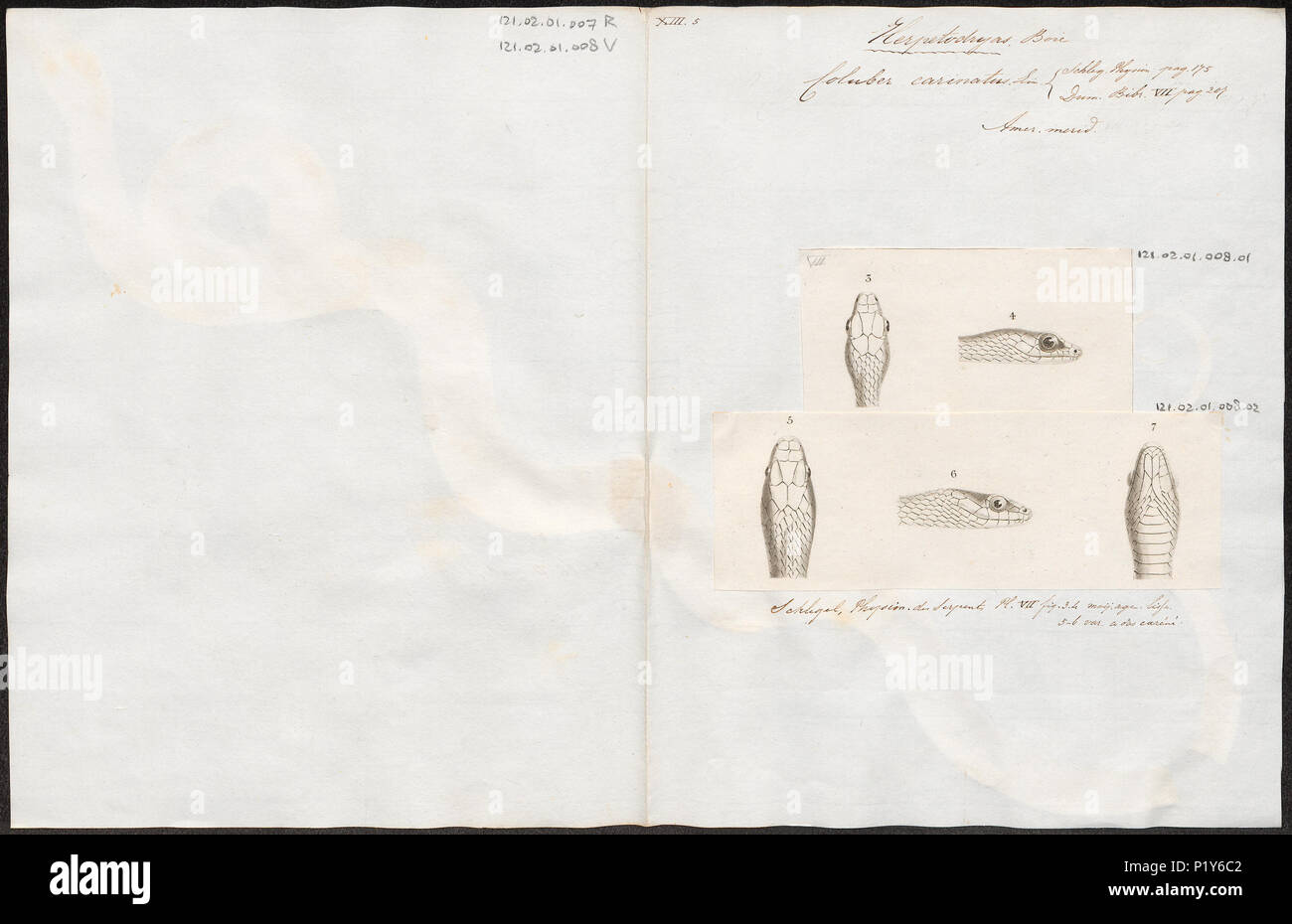 64 Coluber carinatus - 1700-1880 - Drucken - Iconographia Zoologica - Sondersammlungen Universität Amsterdam - UBA01 IZ 12100098 Stockfoto