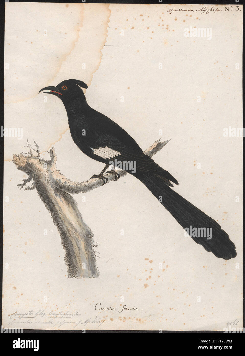 63 Coccystes serratus - 1786-1789 - Drucken - Iconographia Zoologica - Sondersammlungen Universität Amsterdam - UBA01 IZ 18800273 Stockfoto