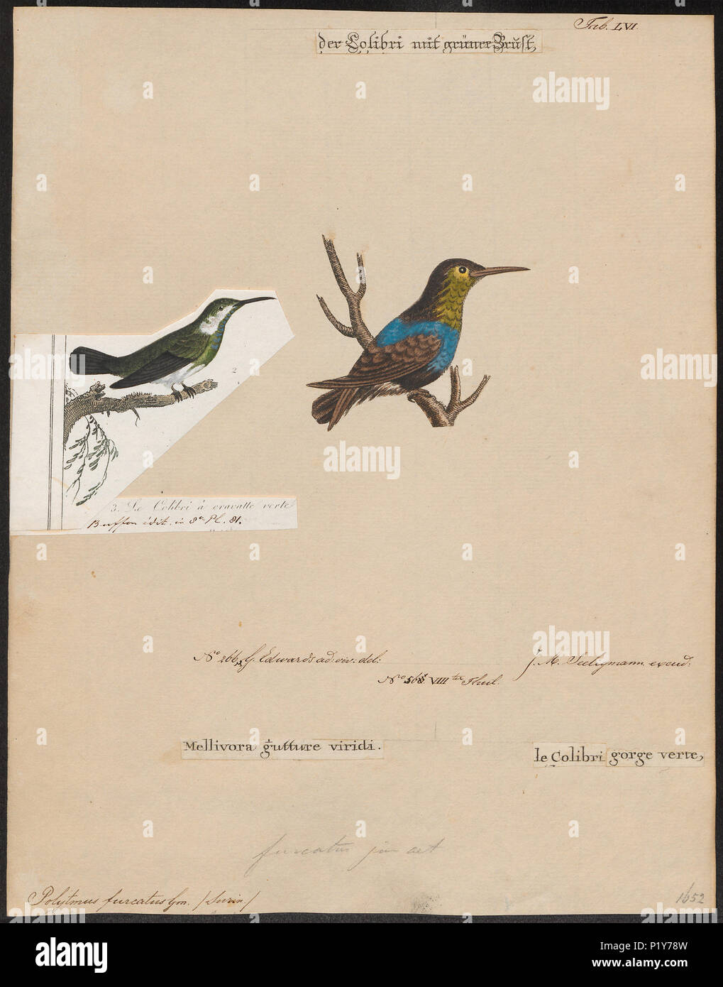 . Polytmus furcatus. Zwischen 1700 und 1880 230 Polytmus furcatus - 1700-1880 - Drucken - Iconographia Zoologica - Sondersammlungen Universität Amsterdam - UBA01 IZ 19100149 Stockfoto
