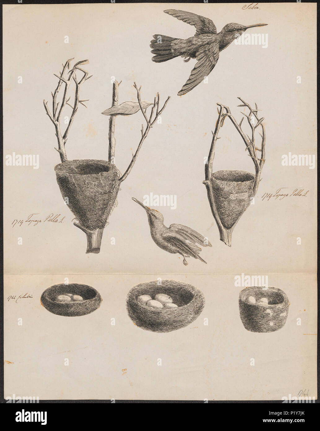 . Topaza Pella-met Nest. Zwischen 1734 und 1765 306 Topaza Pella-met Nest - 1734-1765 - Drucken - Iconographia Zoologica - Sondersammlungen Universität Amsterdam - UBA01 IZ 19100243 Stockfoto