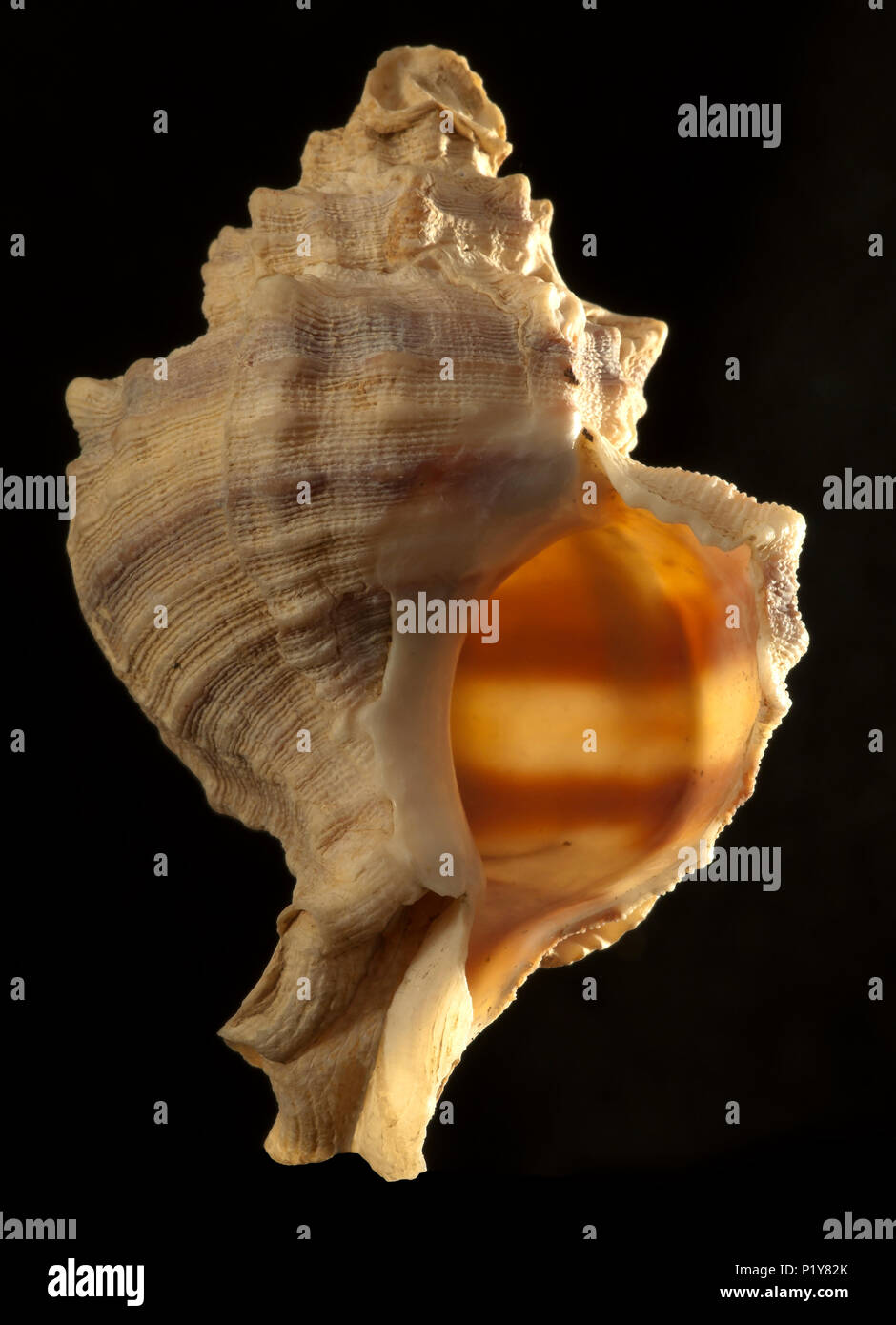 Seashell der Purpurschnecke trunculus. Malakologie Sammlung. Spanien. Europa Stockfoto