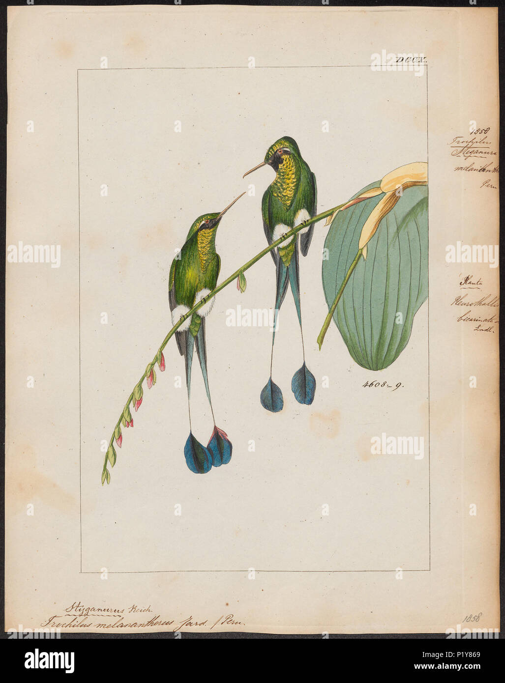 . Trochilus melanantherus. Zwischen 1820 und 1860 311 Trochilus melanantherus - 1820-1860 - Drucken - Iconographia Zoologica - Sondersammlungen Universität Amsterdam - UBA01 IZ 19100411 Stockfoto