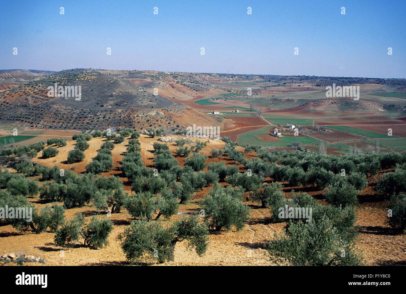 In der Nähe von Montiel, Olivenbäume Landschaft. Stockfoto