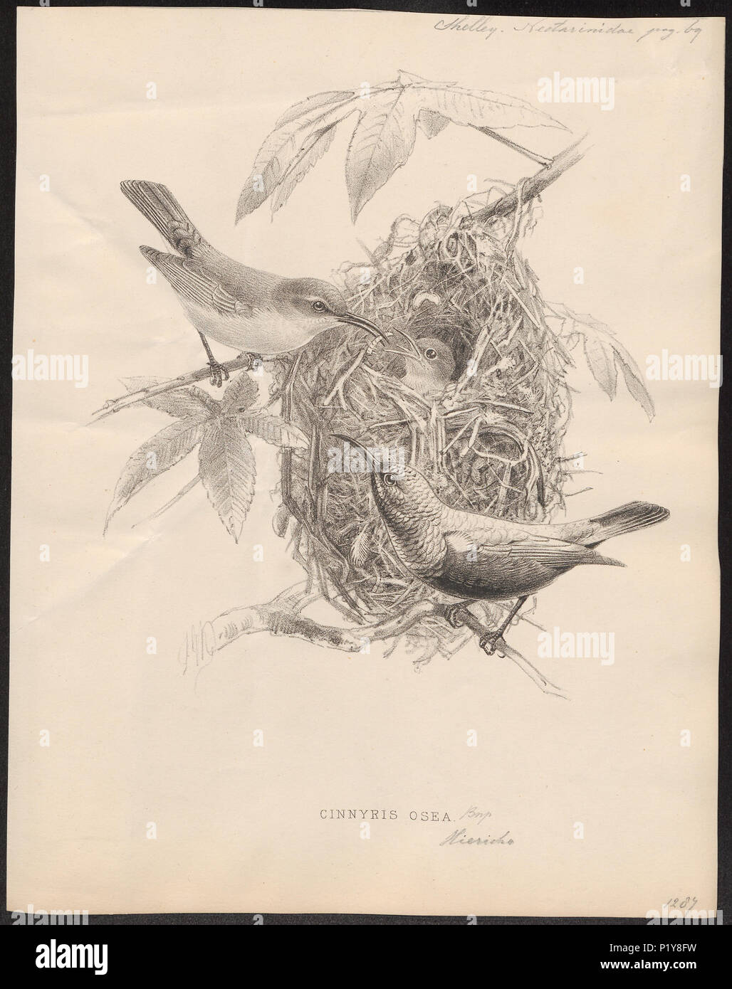 . Nectarinia osea. Zwischen 1876 und 1880 200 Nectarinia osea - 1876-1880 - Drucken - Iconographia Zoologica - Sondersammlungen Universität Amsterdam - UBA01 IZ 19000025 Stockfoto