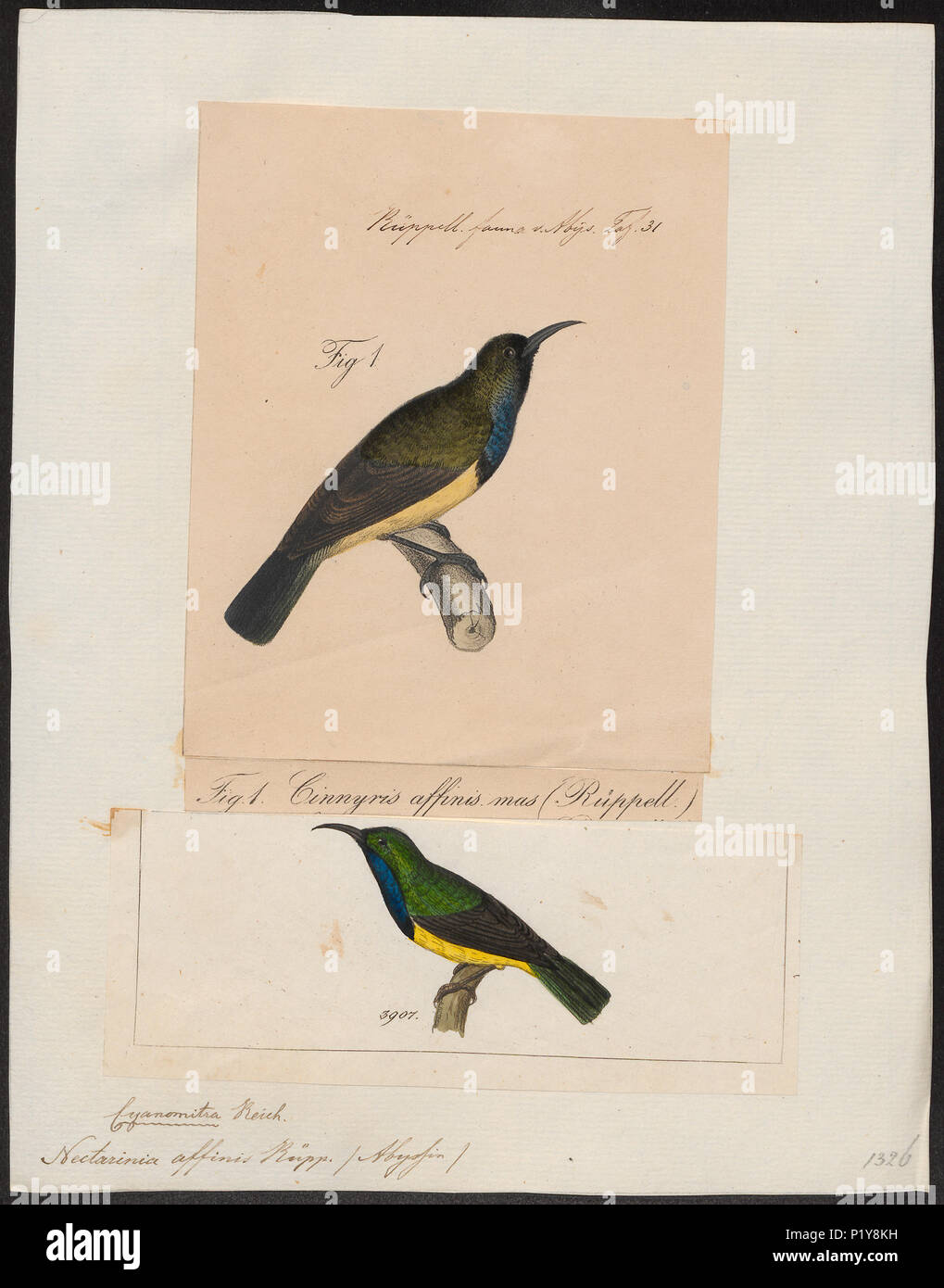 . Nectarinia affinis. Zwischen 1700 und 1880 200 Nectarinia affinis - 1700-1880 - Drucken - Iconographia Zoologica - Sondersammlungen Universität Amsterdam - UBA01 IZ 19000085 Stockfoto