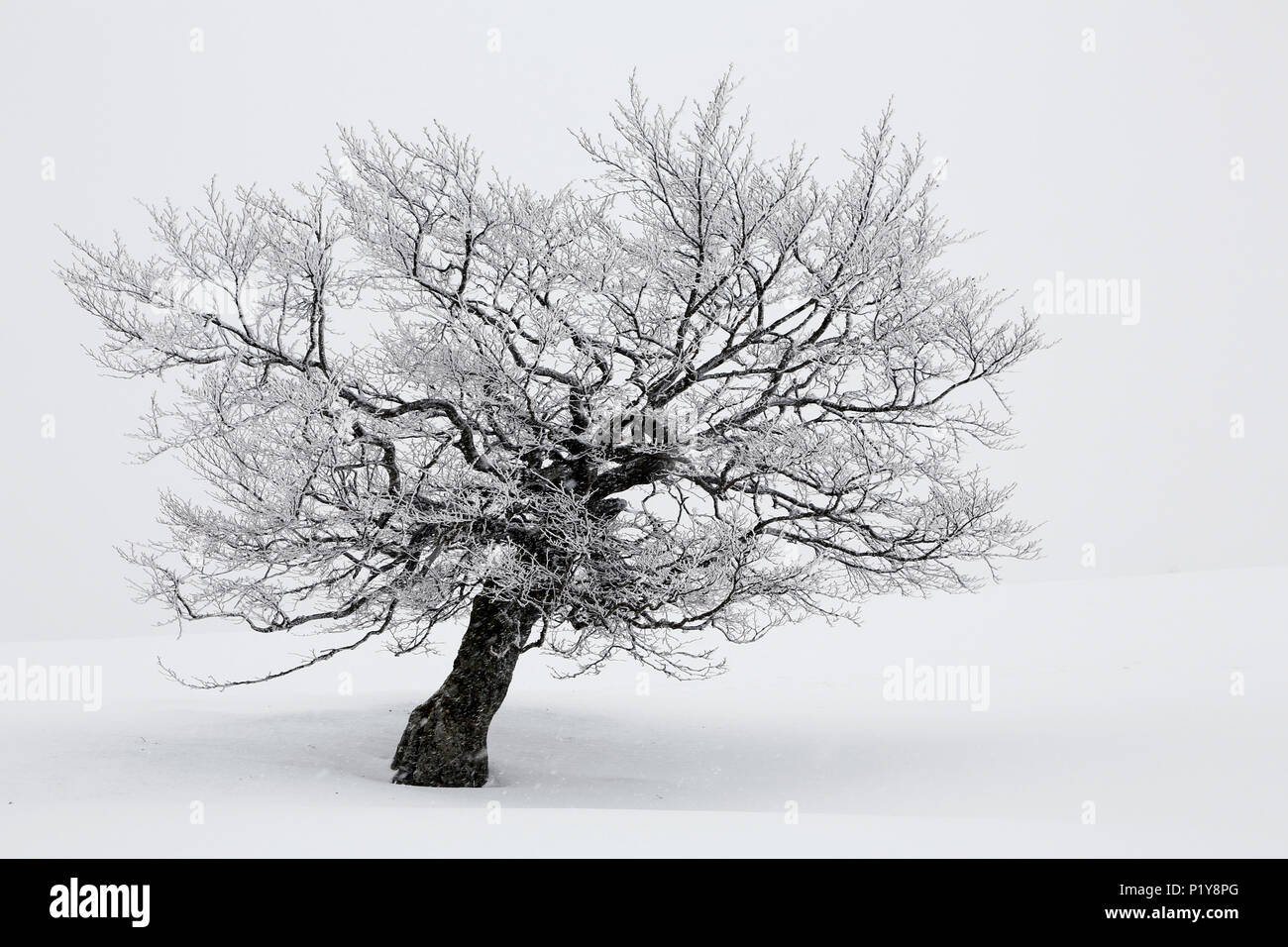Elsass. Vogesen. Mehr Ballon d'Alsace. Haut Rhin. Skistation Le Markstein. Nahaufnahme von einem Baum während einer Schnee Sturm. Stockfoto