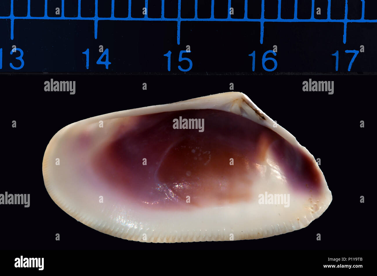 Muschel von Donax trunculus. Malakologie Sammlung. Spanien. Europa Stockfoto