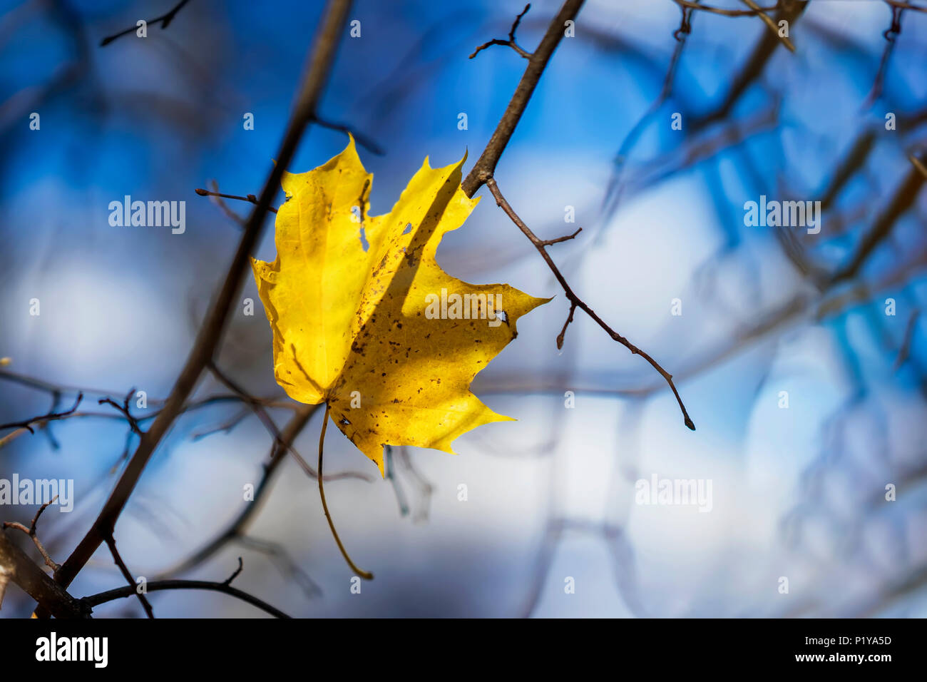 Im vergangenen Herbst maple leaf in den leeren Äste vor dem Hintergrund des kalten, blauen Himmel. Jahreszeiten, nostalgische Stimmung Konzept Stockfoto