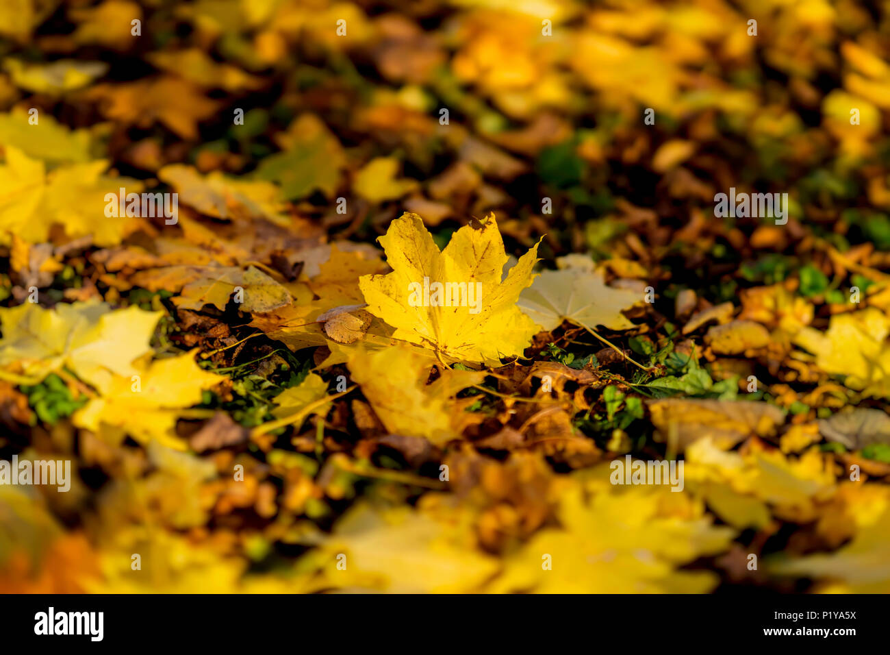 Eine gefallene Herbst maple leaf auf dem Hintergrund der Erde mit einer Vielzahl von anderen Blättern bedeckt. Jahreszeiten, nostalgische Stimmung Stockfoto