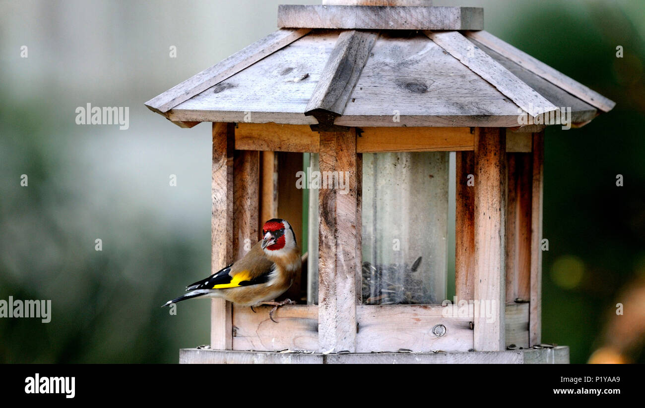 Frankreich, Südwestfrankreich, erwachsene Stieglitz auf einem futterhaus in einem Garten Stockfoto