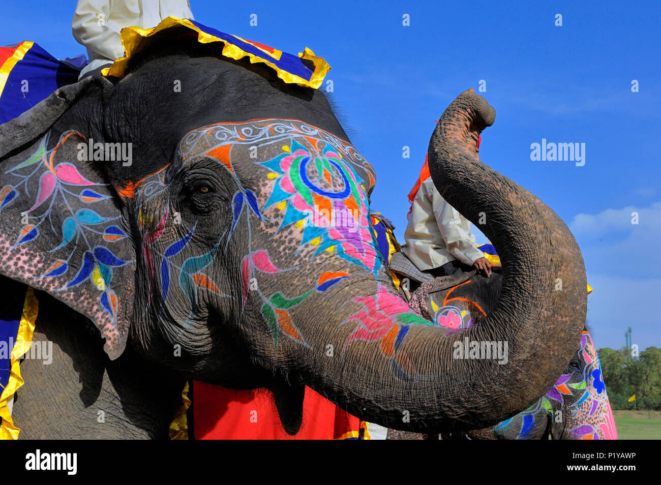 Indien, Rajasthan, Jaipur, Elephant Head im Elephant Festival eingerichtet Stockfoto
