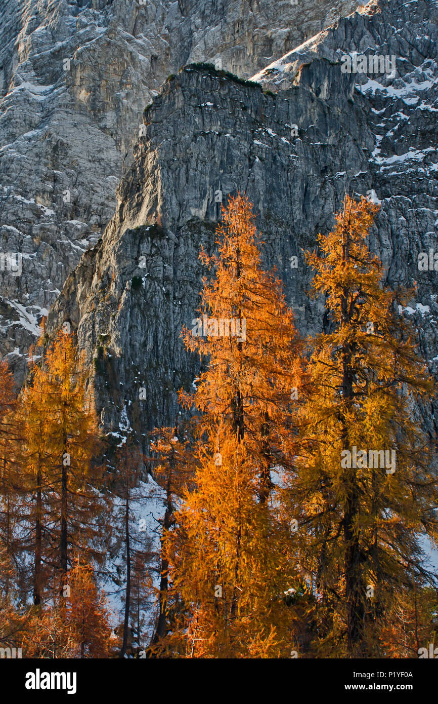 Im Herbst Kunst Stockfoto