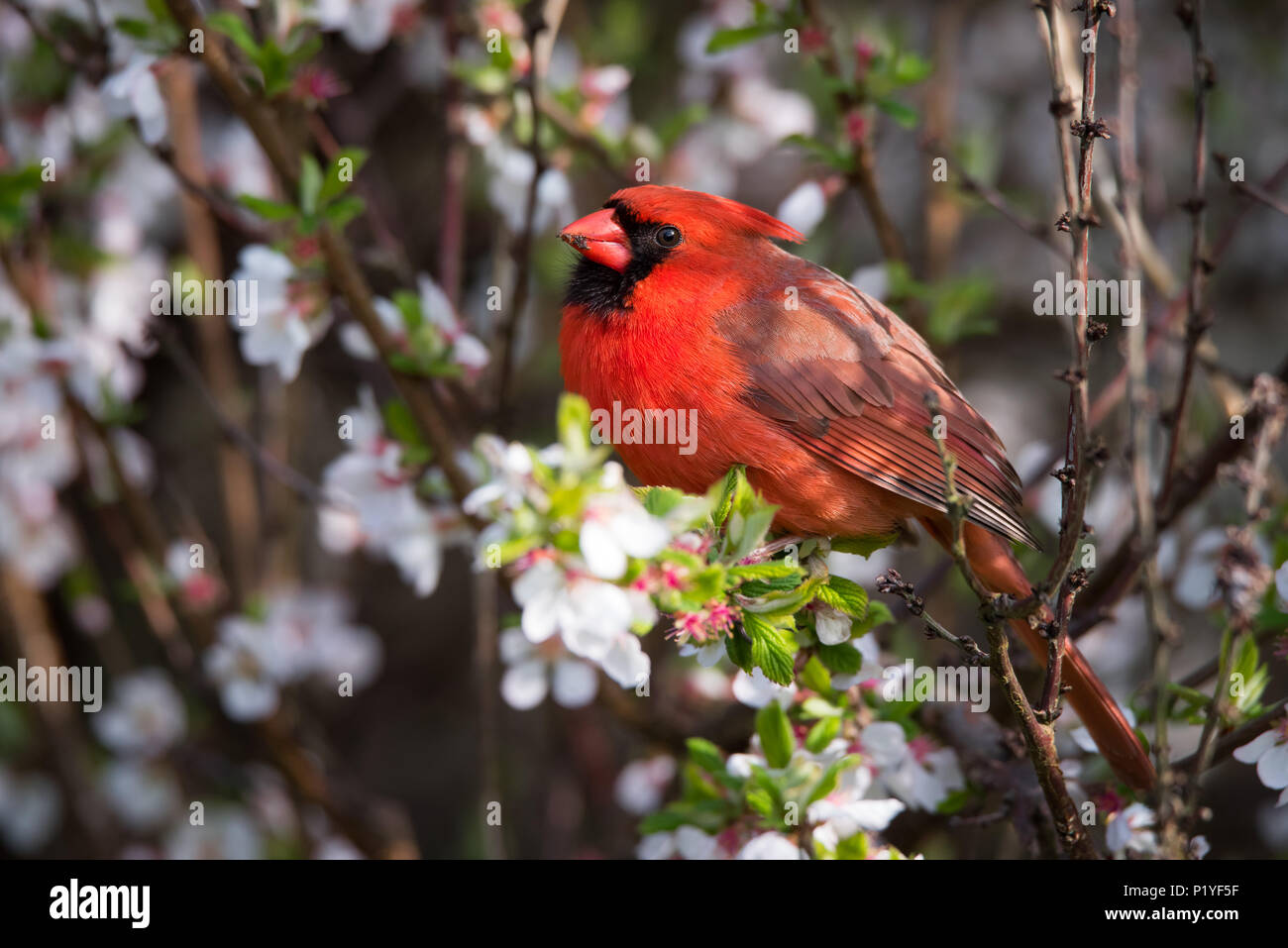 Eine nördliche Kardinal stellt unter den Kirschblüten in Toronto die beliebte Ashbridges Bay Park. Stockfoto