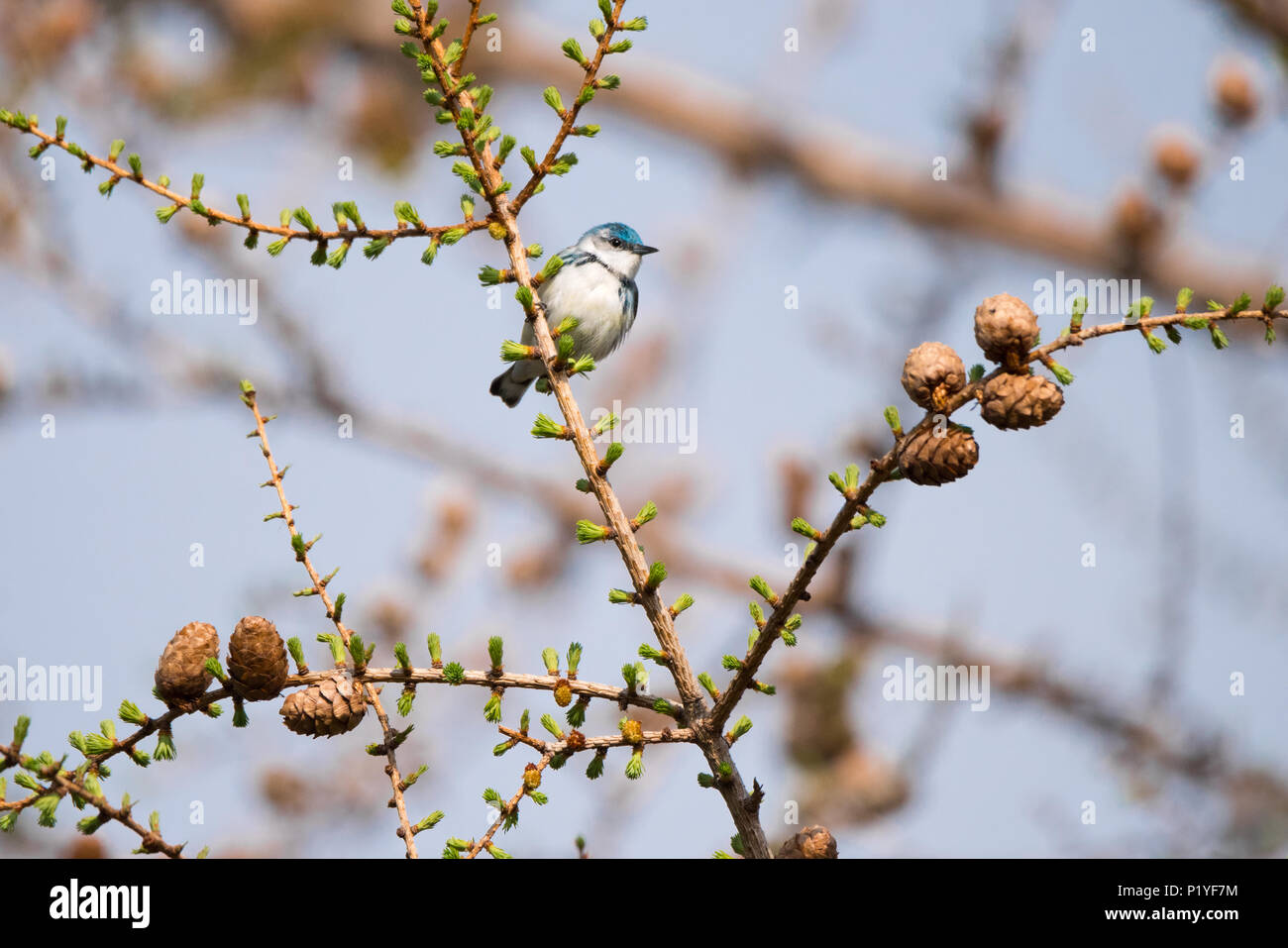 Eine anfällige-zu-aussterben und seltene für die Region Cerulean warbler hält Sie an der Toronto's beliebte Ashbridges Bay Park während der Migration. Stockfoto