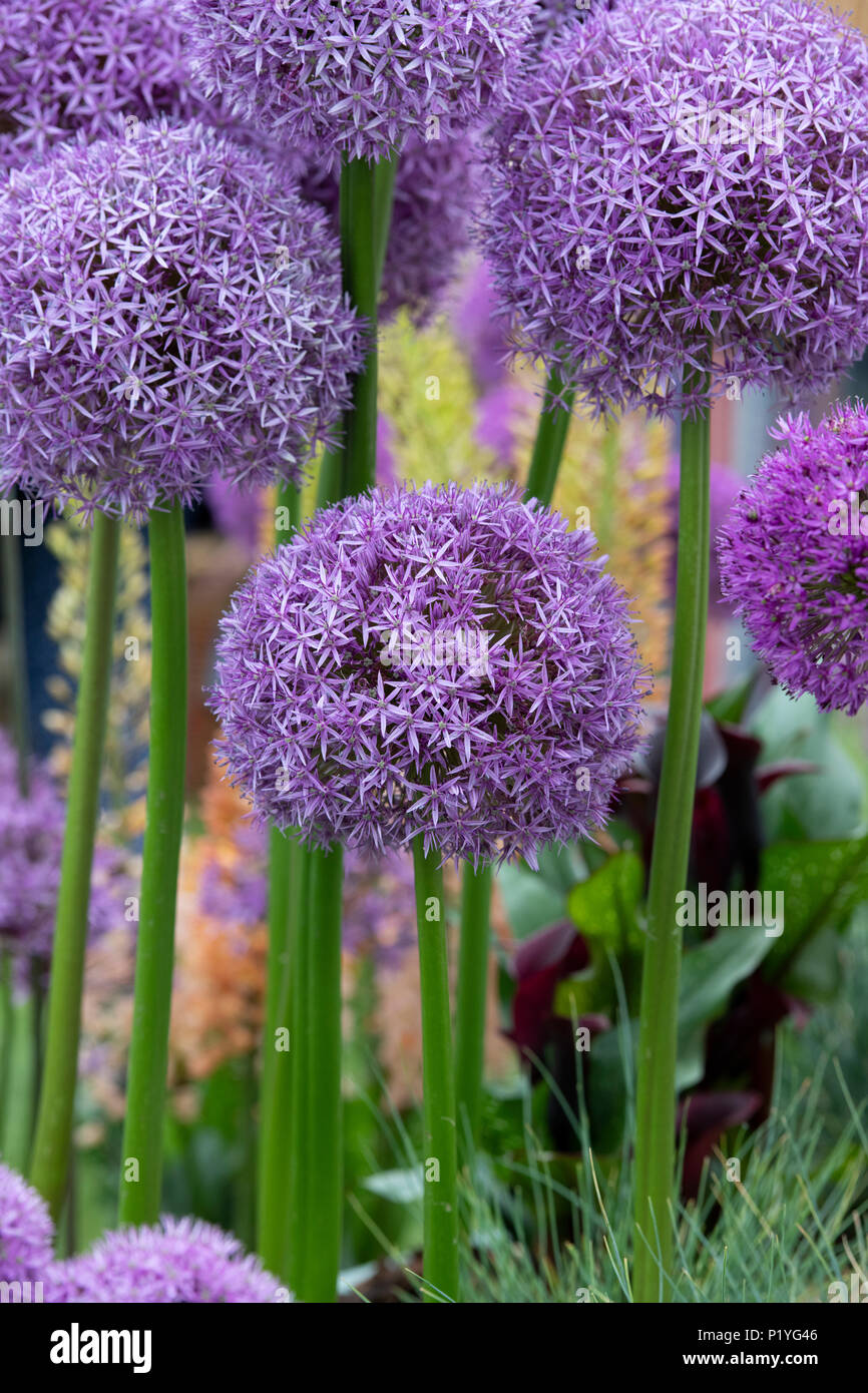 Allium 'Globemaster'. Zwiebeln Zierpflanzen Stockfoto