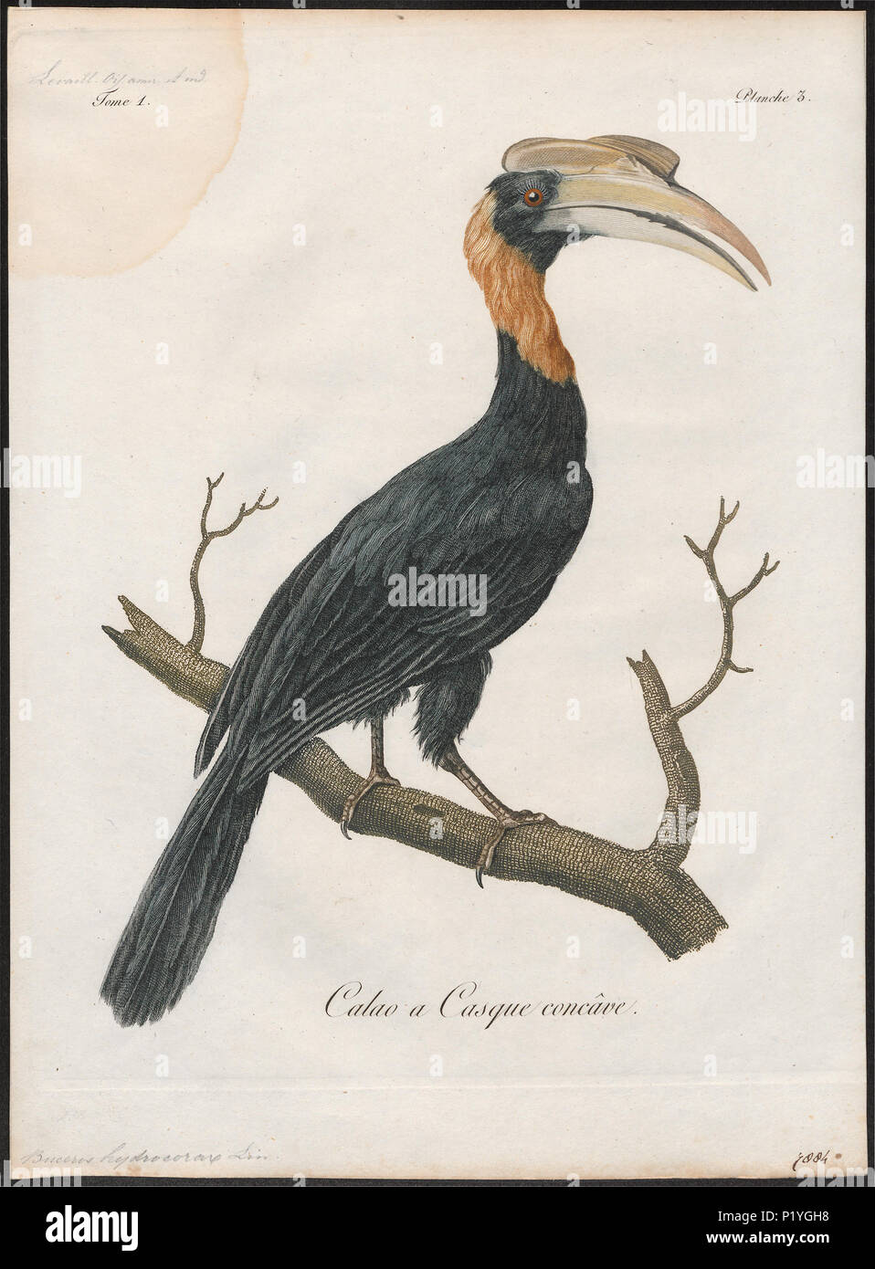 45 Buceros hydrocorax - 1801 - Drucken - Iconographia Zoologica - Sondersammlungen Universität Amsterdam - UBA01 IZ 19300167 Stockfoto