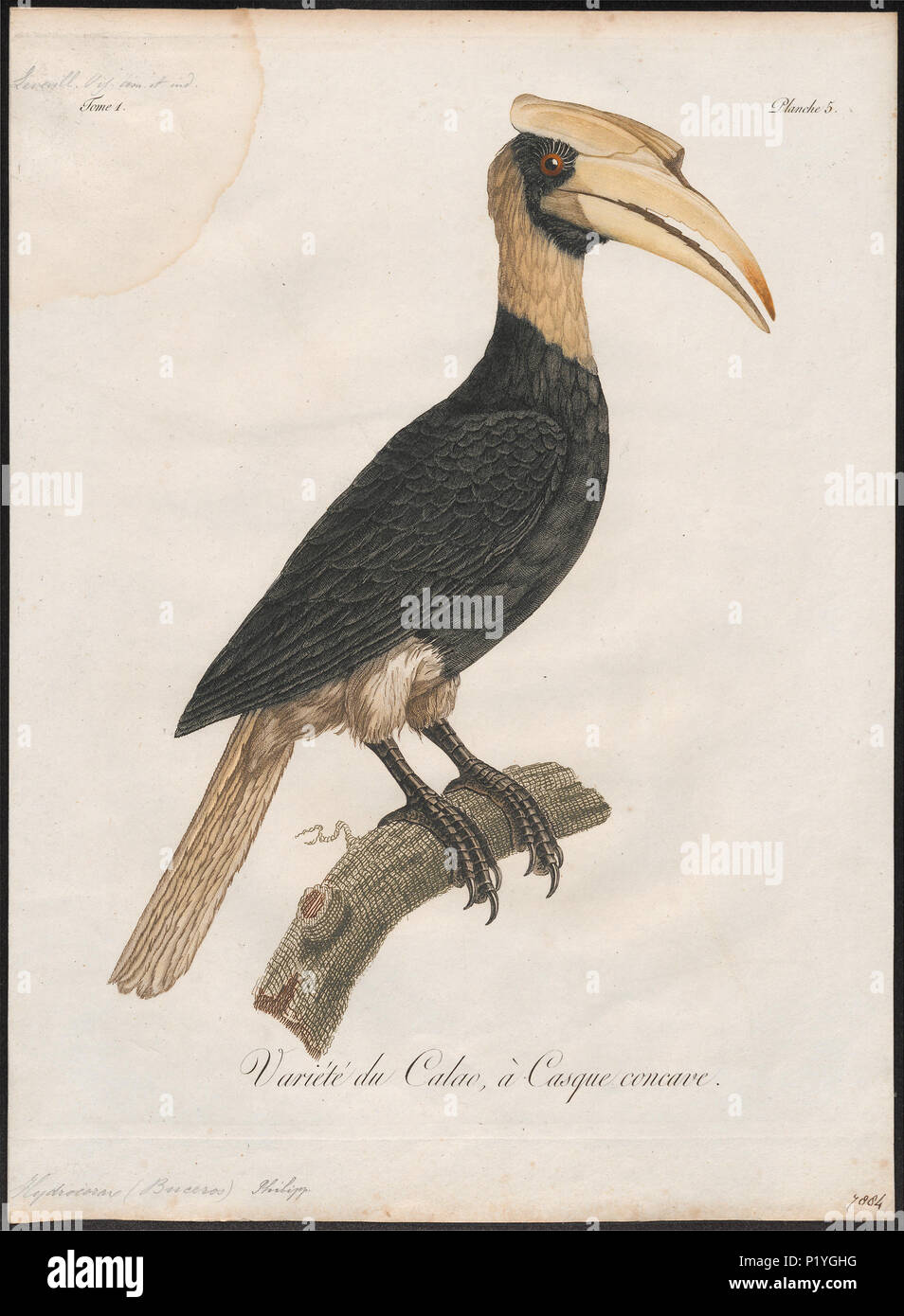 45 Buceros hydrocorax - 1801 - Drucken - Iconographia Zoologica - Sondersammlungen Universität Amsterdam - UBA01 IZ 19300169 Stockfoto