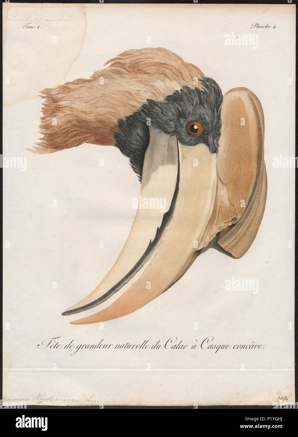 45 Buceros hydrocorax-kop - 1801 - Drucken - Iconographia Zoologica - Sondersammlungen Universität Amsterdam - UBA01 IZ 19300171 Stockfoto