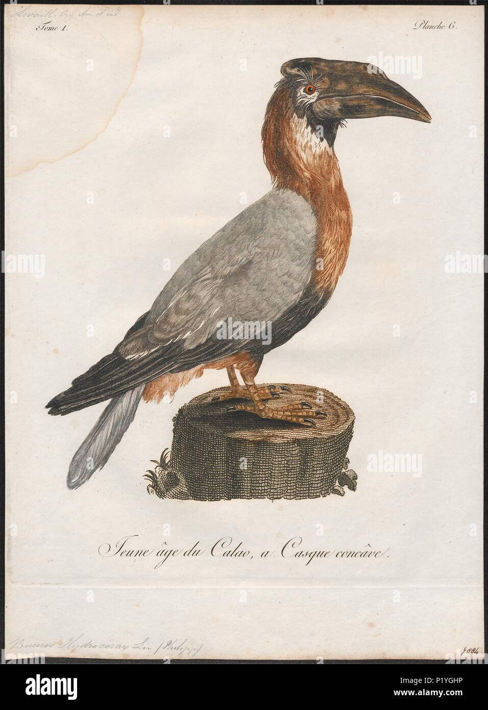 45 Buceros hydrocorax - 1801 - Drucken - Iconographia Zoologica - Sondersammlungen Universität Amsterdam - UBA01 IZ 19300173 Stockfoto