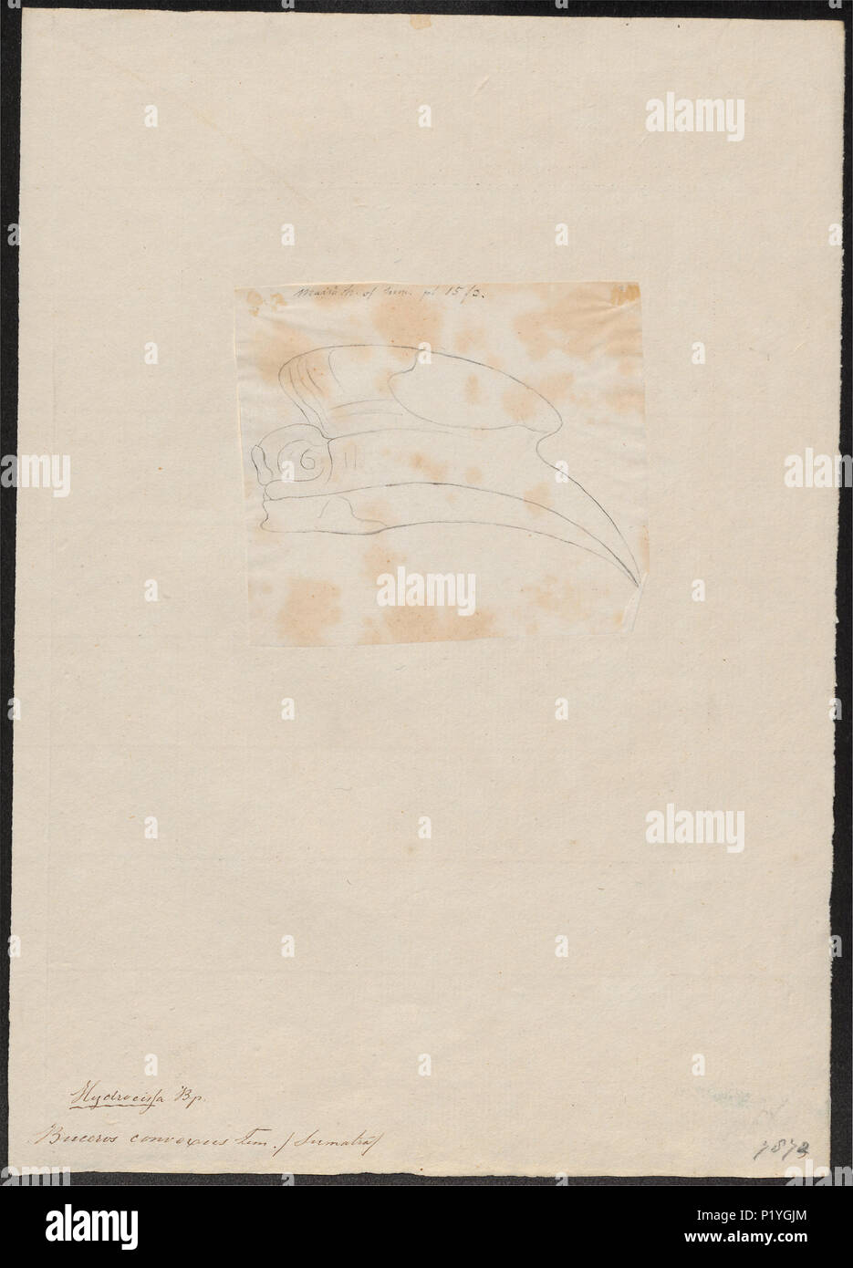 44 Buceros convexus - schedel - 1783-1811 - Drucken - Iconographia Zoologica - Sondersammlungen Universität Amsterdam - UBA01 IZ 19300200 Stockfoto