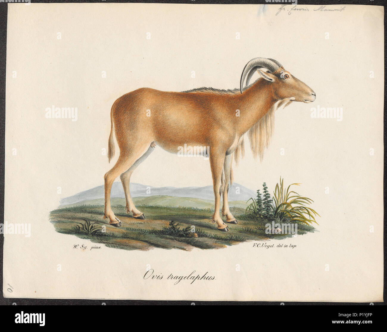 . Ovis tragelaphus. Zwischen 1700 und 1880 214 Ovis tragelaphus - 1700-1880 - Drucken - Iconographia Zoologica - Sondersammlungen Universität Amsterdam - UBA01 IZ 21300103 Stockfoto