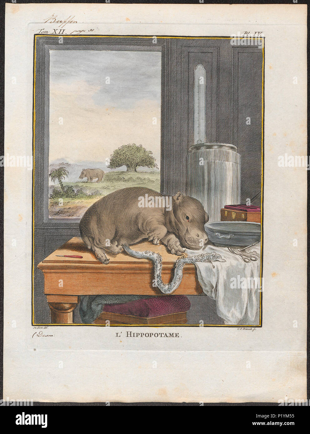 . Hippopotamus amphibius. Zwischen 1700 und 1880 149 Hippopotamus amphibius - 1700-1880 - Drucken - Iconographia Zoologica - Sondersammlungen Universität Amsterdam - UBA01 IZ 21900003 Stockfoto