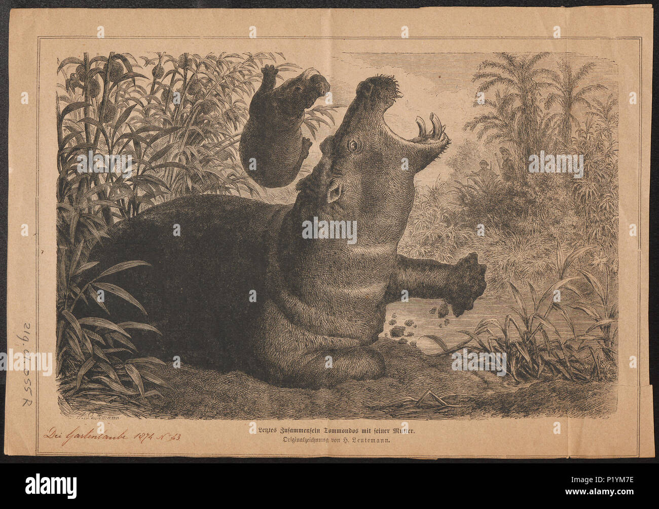 . Hippopotamus amphibius. 1874 149 Hippopotamus amphibius - 1874 - Drucken - Iconographia Zoologica - Sondersammlungen Universität Amsterdam - UBA01 IZ 21900055 Stockfoto