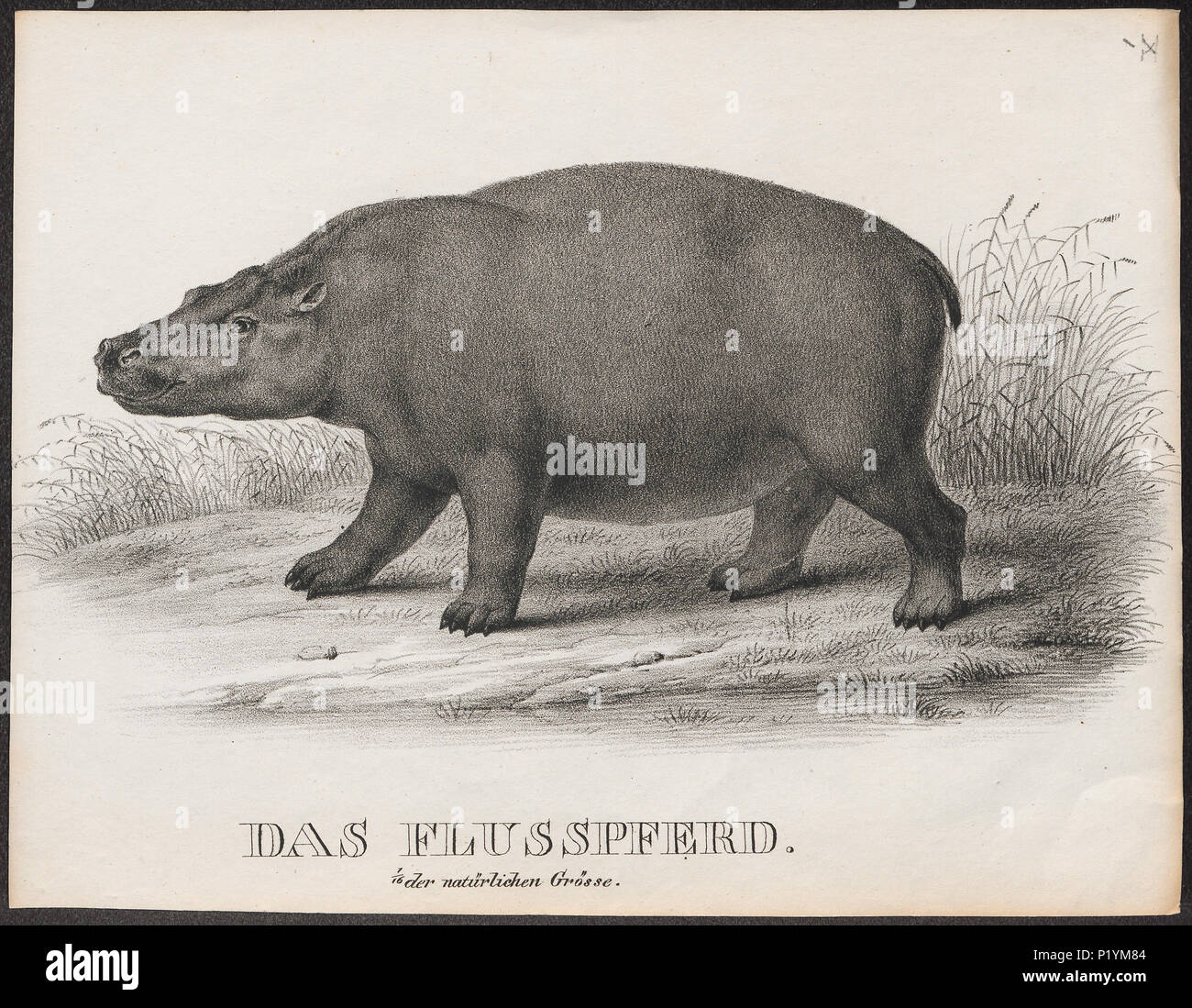 . Hippopotamus amphibius. Zwischen 1700 und 1880 149 Hippopotamus amphibius - 1700-1880 - Drucken - Iconographia Zoologica - Sondersammlungen Universität Amsterdam - UBA01 IZ 21900068 Stockfoto