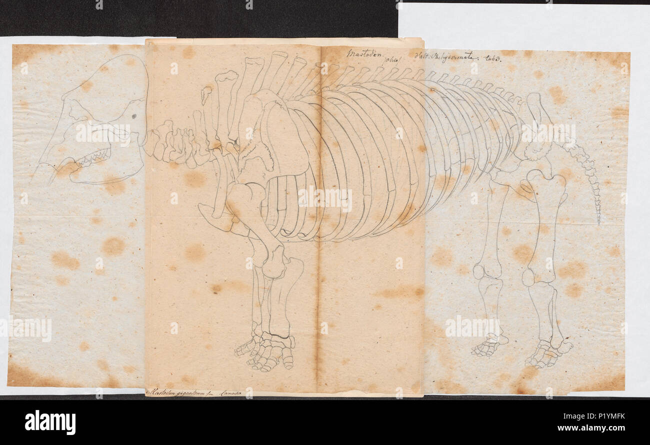 190 Mastodon giganteum - skelet - 1700-1880 - Drucken - Iconographia Zoologica - Sondersammlungen Universität Amsterdam - UBA01 IZ 22000021 Stockfoto