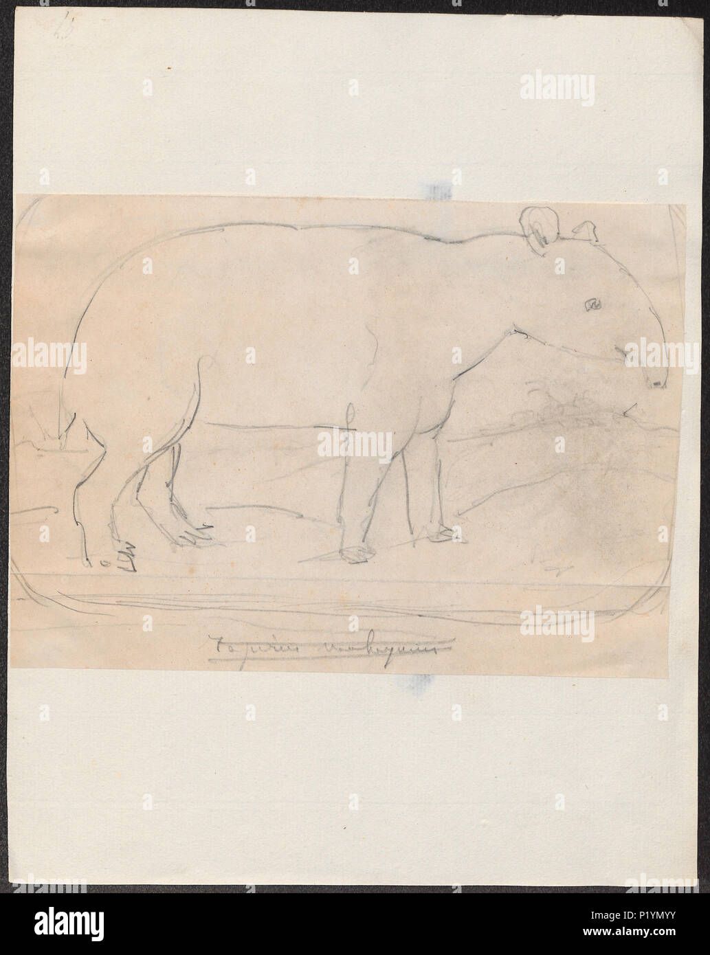 . Tapirus spec. Zwischen 1700 und 1880 301 Tapirus spec. - 1700-1880 - Drucken - Iconographia Zoologica - Sondersammlungen Universität Amsterdam - UBA01 IZ 22000283 Stockfoto