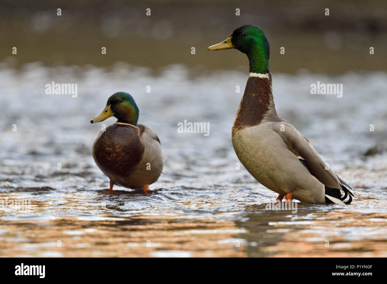 Mallard/Wild Duck (Anas platyrhynchos), zwei Erpel, Männer ruht, stehend im flachen Wasser, aufmerksam beobachten, Wildlife, Europa. Stockfoto