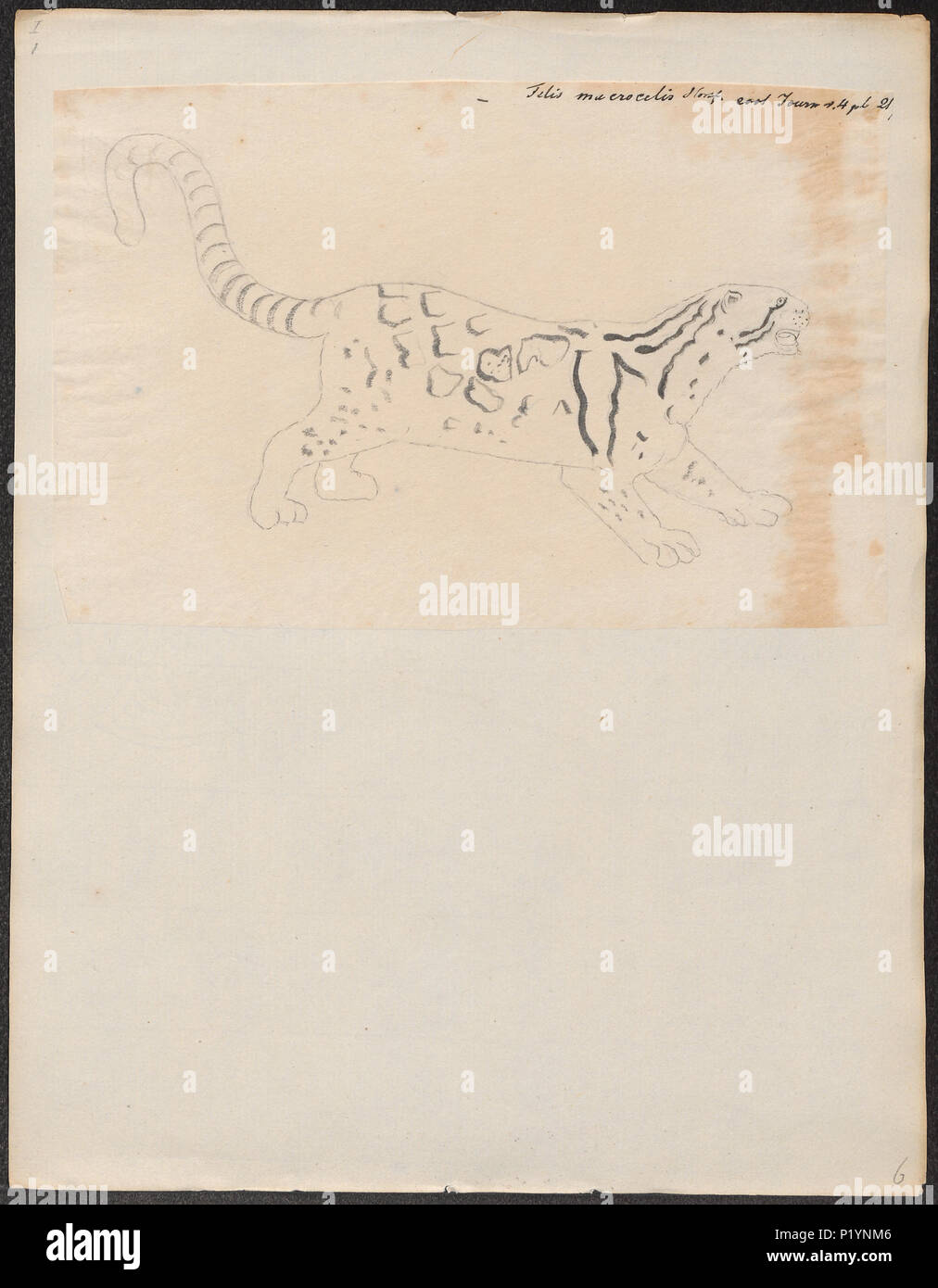 . Felis macroscelis. Zwischen 1824 und 1834 124 Felis macroscelis - 1824-1834 - Drucken - Iconographia Zoologica - Sondersammlungen Universität Amsterdam - UBA01 IZ 22100117 Stockfoto