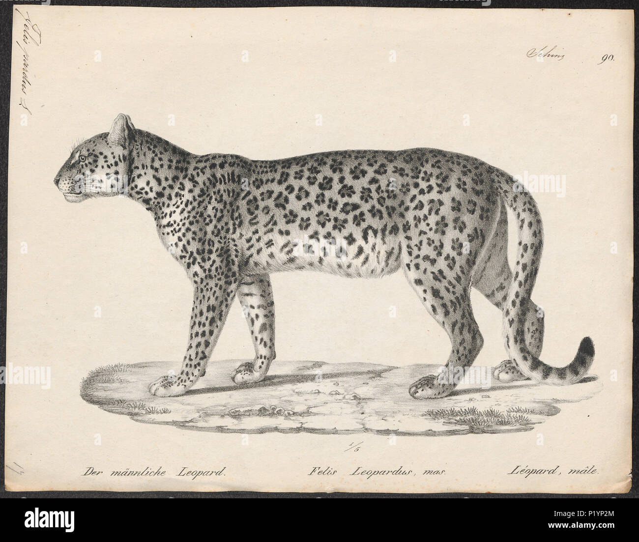 . Felis pardus. Zwischen 1809 und 1845 124 Felis pardus - 1809-1845 - Drucken - Iconographia Zoologica - Sondersammlungen Universität Amsterdam - UBA01 IZ 22100226 Stockfoto